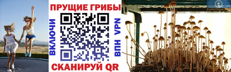 Купить где  Тихорецк  Галлюциногенные грибы GOLDEN TEACHER 